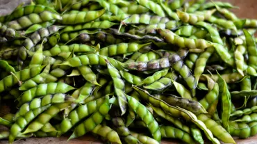 Pigeon Pea 